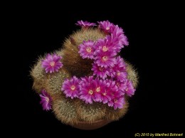 Sulcorebutia mentosa v. swobodae HS27a 1224 